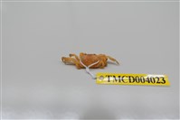 藏品(整潔圓方蟹)的圖片